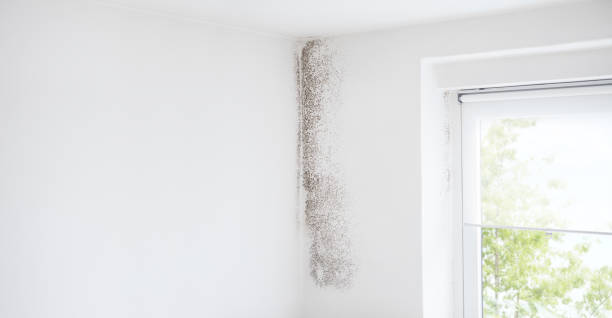 Best Mold Prevention Services  in Westfield, IN