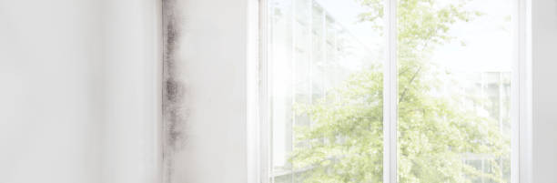 Best Biohazard Mold Removal  in Westfield, IN