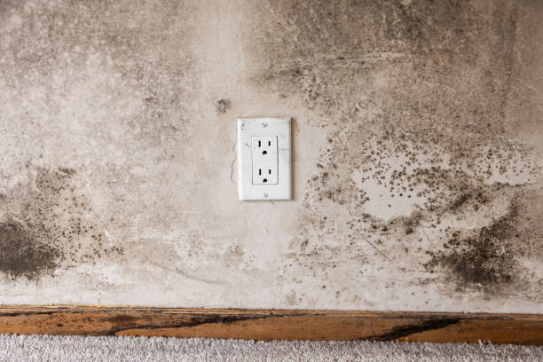 Reliable Westfield, IN Mold Removal Solutions