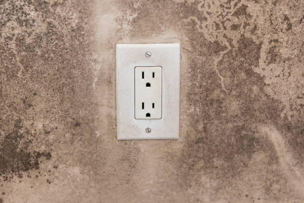  Westfield, IN Mold Removal Pros